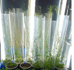 Floral dipped plants of A. thaliana