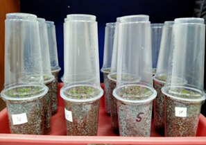 Hygromycin selected T1 transgenic plants on soilrite pots