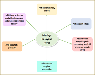 Figure 1: The mechanistic insights of Medhya rasayana herbs against the pathogenesis of AD have been elucidated. These plants exhibit promising effects in reducing beta-amyloid aggregation and neuroinflammation; show anti-oxidant and anti-apoptotic activity, thereby providing a potential avenue for the AD management